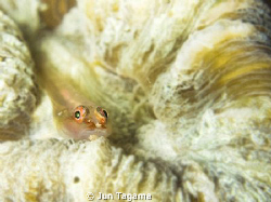 Goby g12+ucl165 by Jun Tagama 